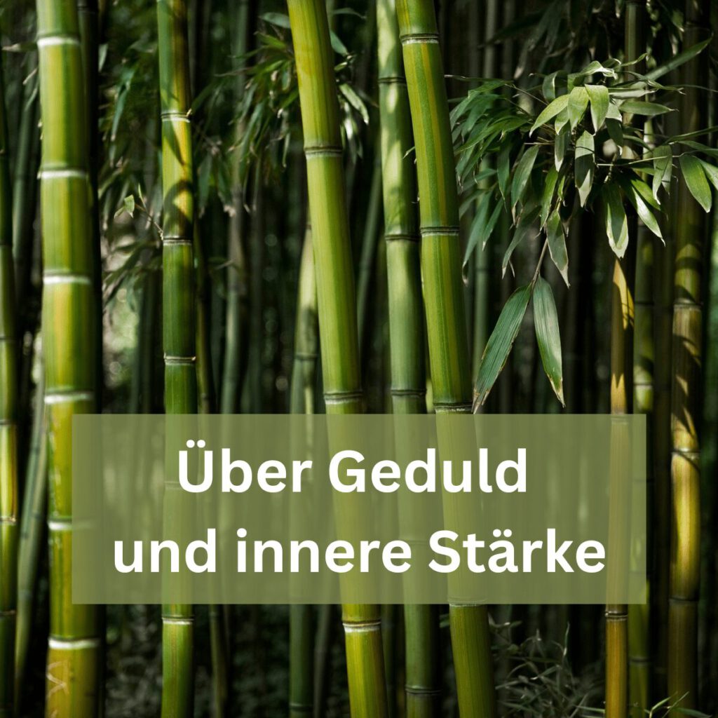 Grüner Bambuswald als Symbol für Geduld, Resilienz und innere Stärke – inspiriert von der Geschichte des Bambusbaums, erzählt von Harald Braun.